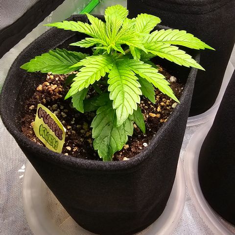 Purple Kush growlog timeline photo