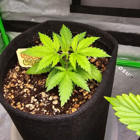 Colombian Gold growlog timeline photo