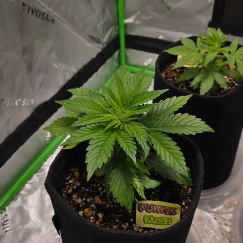 Purple Kush growlog timeline photo