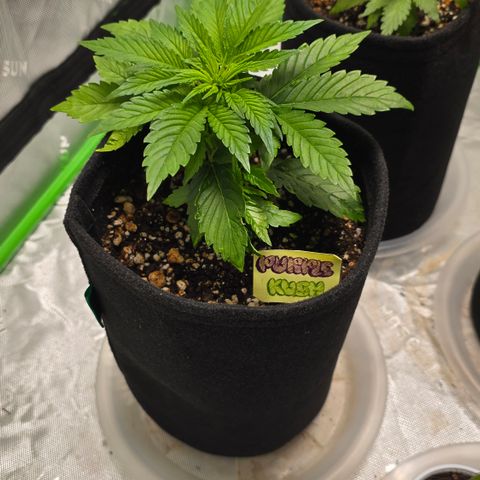 Purple Kush growlog timeline photo