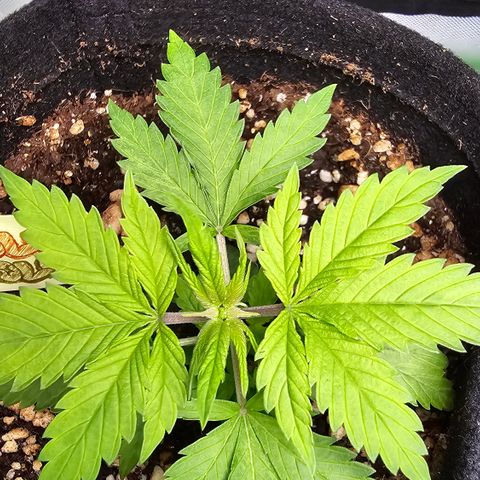 Purple Kush growlog timeline photo