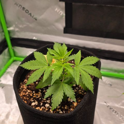 Colombian Gold growlog timeline photo