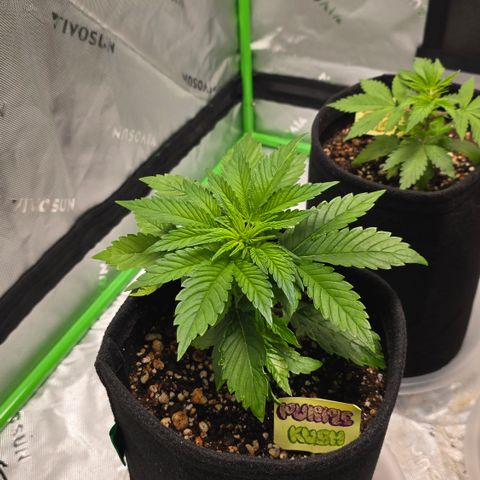 Purple Kush growlog timeline photo