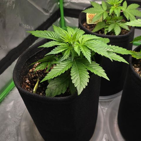 Purple Kush growlog timeline photo