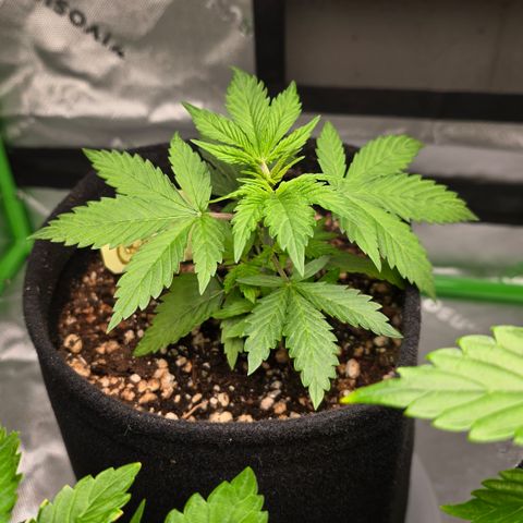 Colombian Gold growlog timeline photo