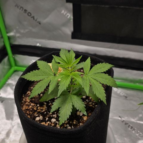 Colombian Gold growlog timeline photo