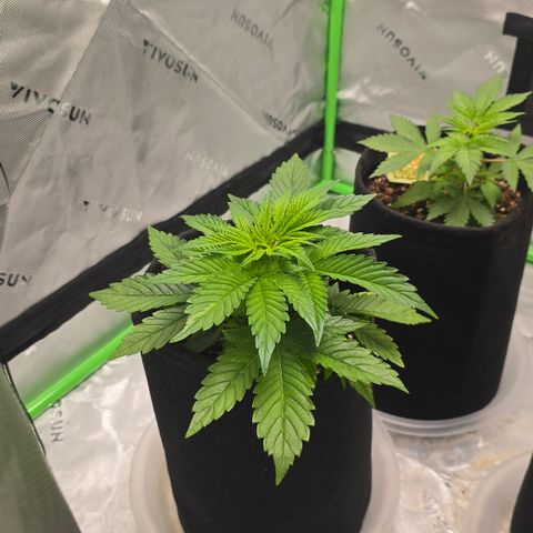 Purple Kush growlog timeline photo
