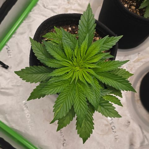 Purple Kush growlog timeline photo