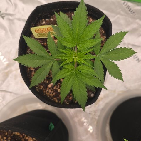 Colombian Gold growlog timeline photo