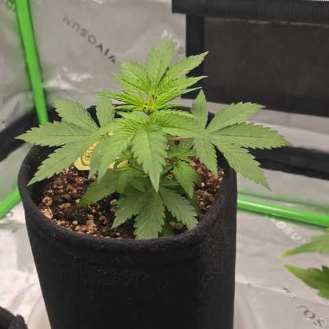 Colombian Gold growlog timeline photo