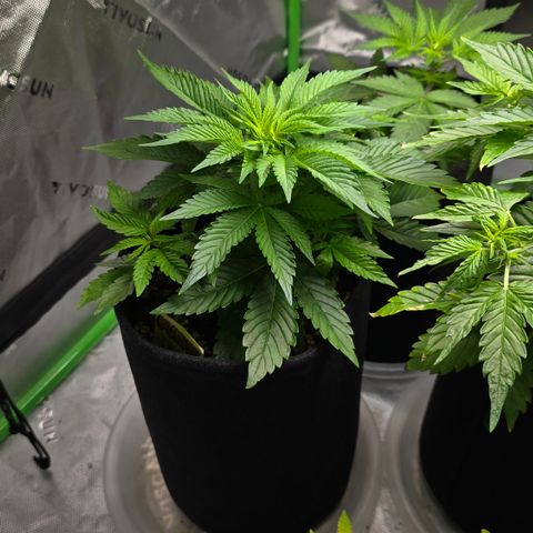 Purple Kush growlog timeline photo