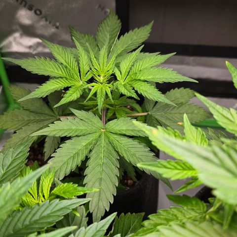 Colombian Gold growlog timeline photo