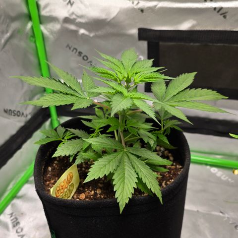 Colombian Gold growlog timeline photo