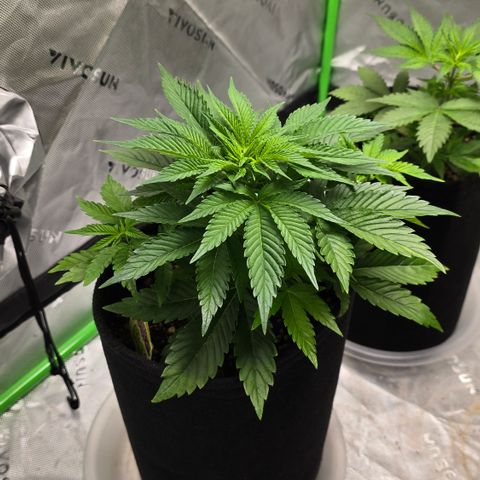 Purple Kush growlog timeline photo