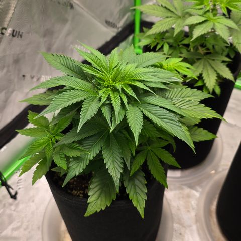 Purple Kush growlog timeline photo