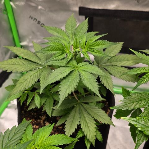 Colombian Gold growlog timeline photo