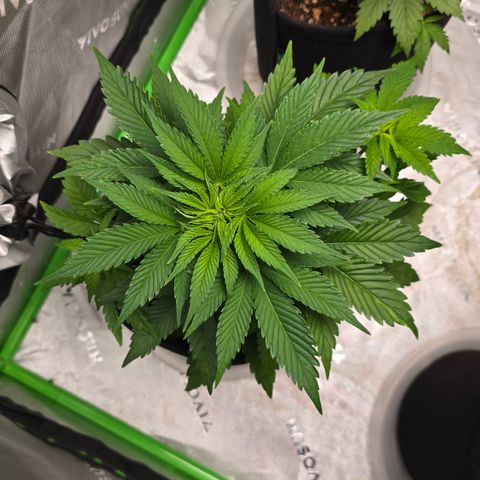 Purple Kush growlog timeline photo