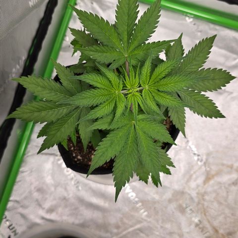 Colombian Gold growlog timeline photo
