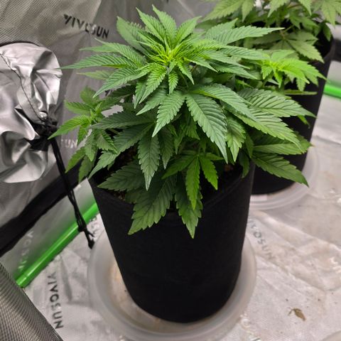 Purple Kush growlog timeline photo