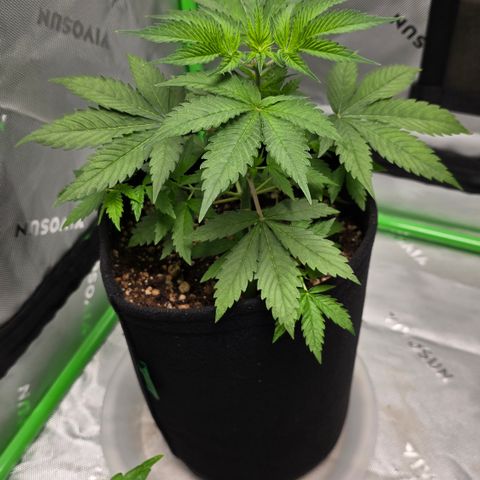Colombian Gold growlog timeline photo