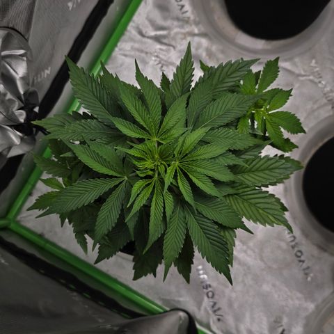 Purple Kush growlog timeline photo