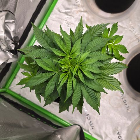 Purple Kush growlog timeline photo