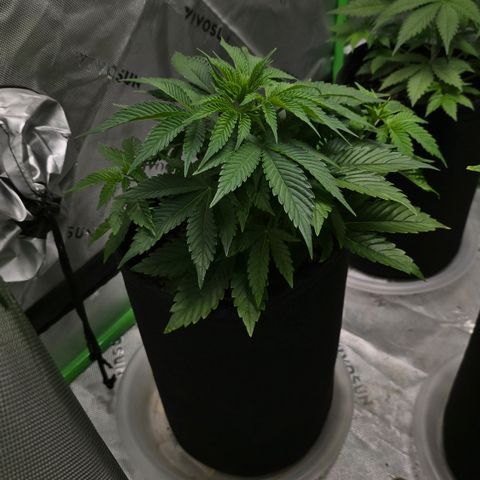Purple Kush growlog timeline photo