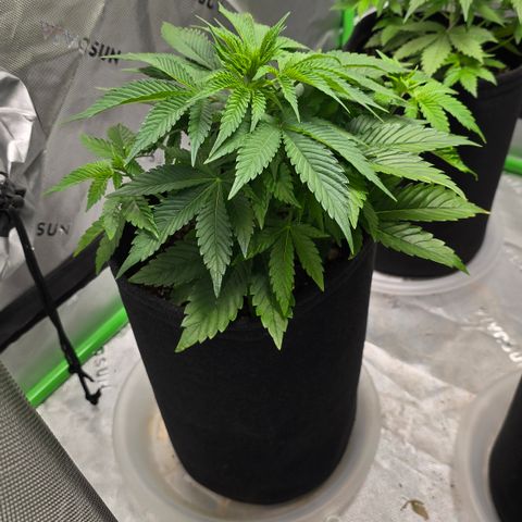 Purple Kush growlog timeline photo