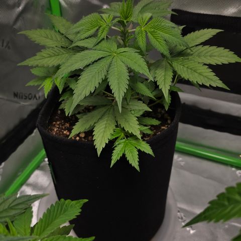 Colombian Gold growlog timeline photo