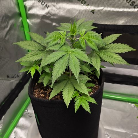 Colombian Gold growlog timeline photo