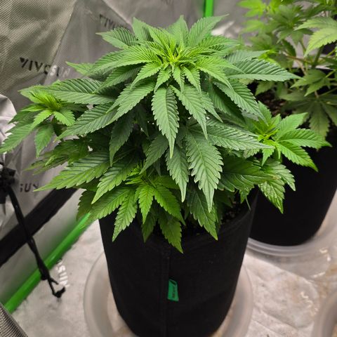 Purple Kush growlog timeline photo