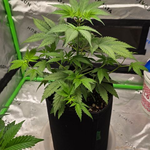 Colombian Gold growlog timeline photo