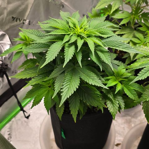 Purple Kush growlog timeline photo