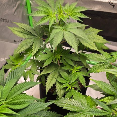 Colombian Gold growlog timeline photo