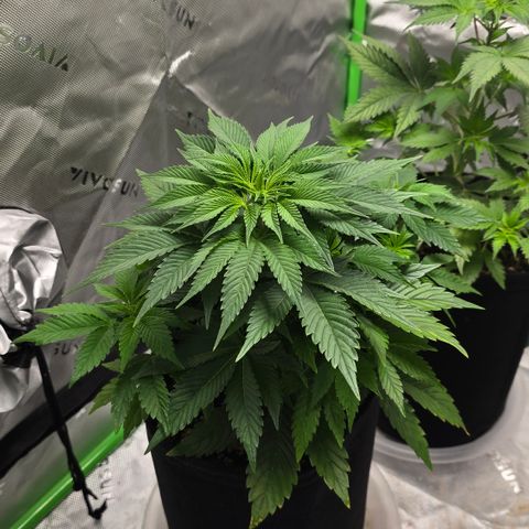 Purple Kush growlog timeline photo