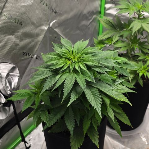Purple Kush growlog timeline photo