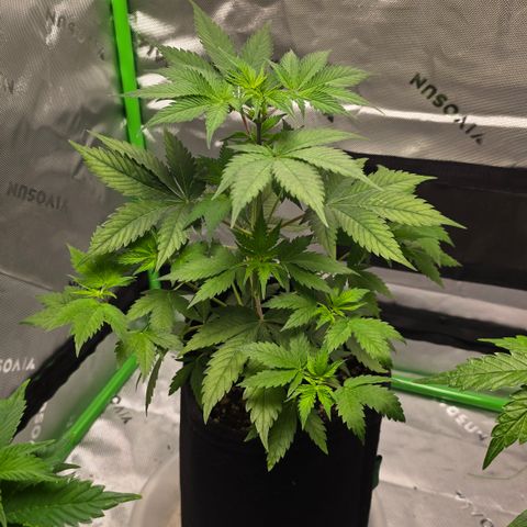 Colombian Gold growlog timeline photo