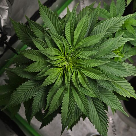 Purple Kush growlog timeline photo