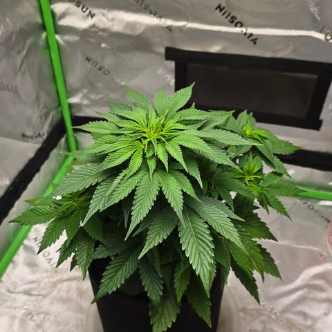 Purple Kush growlog timeline photo