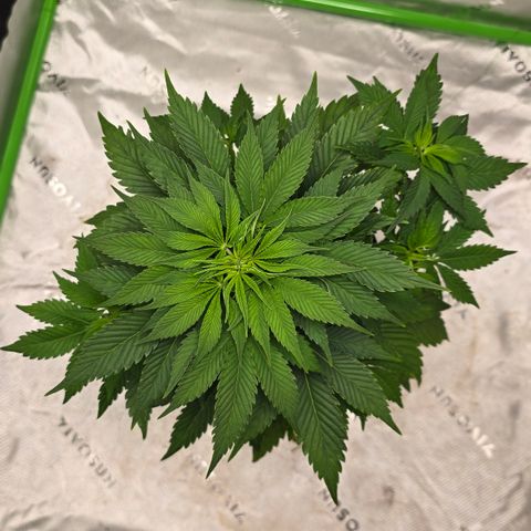 Purple Kush growlog timeline photo