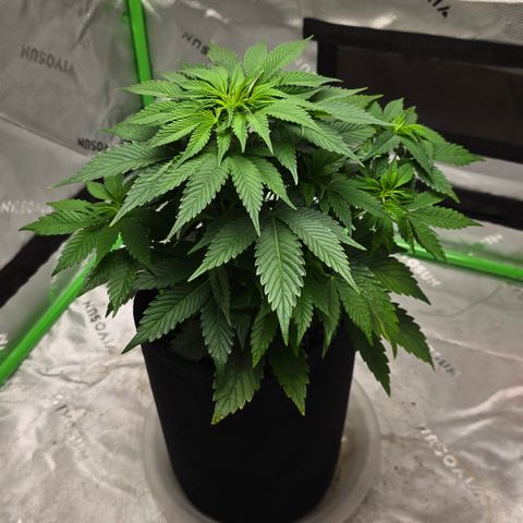 Purple Kush growlog timeline photo