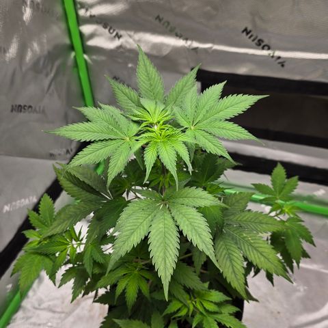 Colombian Gold growlog timeline photo