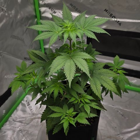 Colombian Gold growlog timeline photo