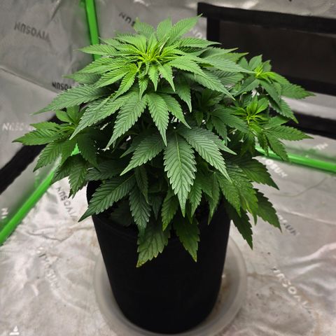 Purple Kush growlog timeline photo