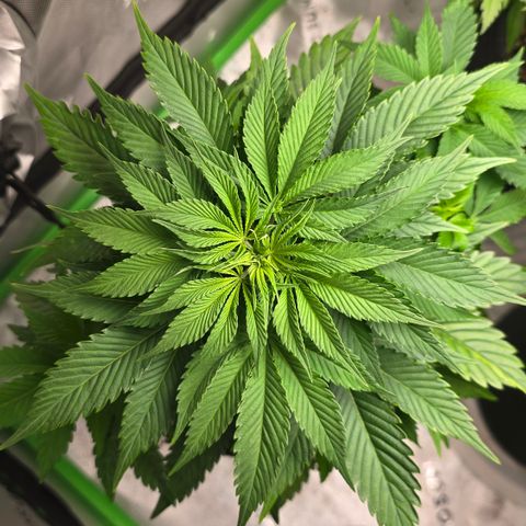 Purple Kush growlog timeline photo