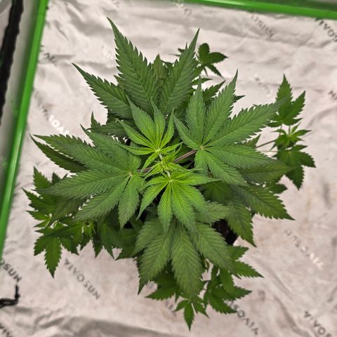 Colombian Gold growlog timeline photo