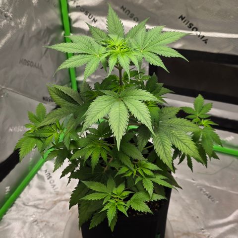 Colombian Gold growlog timeline photo