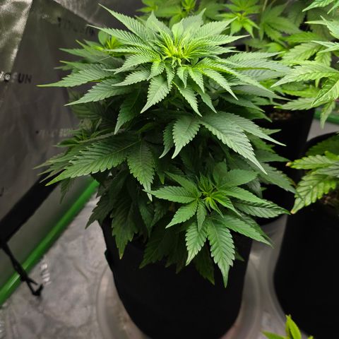 Purple Kush growlog timeline photo