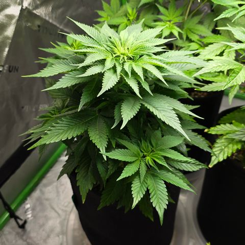 Purple Kush growlog timeline photo