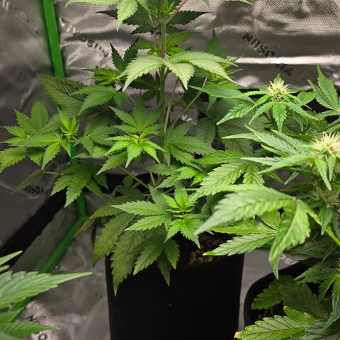 Colombian Gold growlog timeline photo